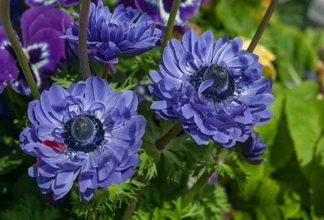 How to Grow and Care for Anemone (Windflower)