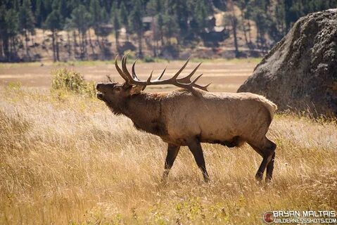 Gallery of elk bugle * Boicotpreventiu.org