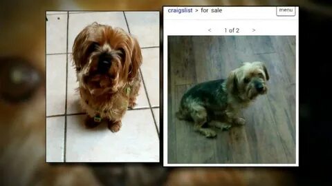 ABC News on Twitter: "Woman finds her missing dog for sale o