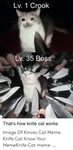 Lv 1 Crook Lv 35 Boss That's How Knife Cat Works Image of Kn