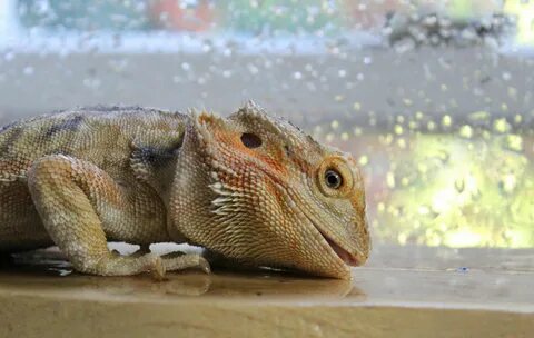 The best way to keep Bearded Dragons hydrated is to mist the