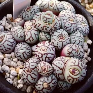 35. Суккулент под названием Conophytum wittebergense похож н