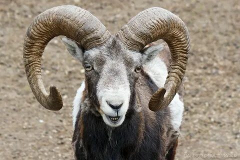 goat horns Goat Horns Vet Tips Goat horns, Goats, Ibex goat