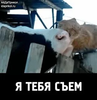 Ответы Mail.ru: Молоко или компот? ...Или пиво?