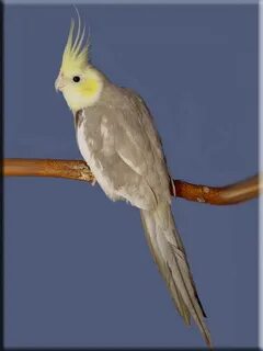 Cockatiel Patterns Mutations