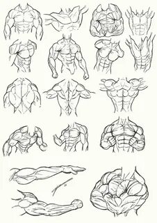 Pin by Lucky Valle on Anatomie, Muscle, Osature Drawings, Dr