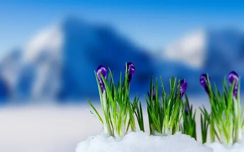 Обои Фиолетовый крокусы цветение, снег, весна, размытия фона