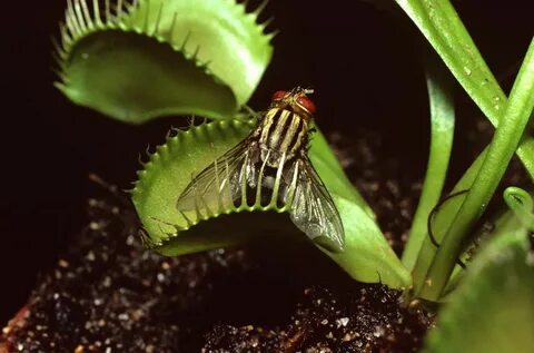 Venus flytraps are far from 'dumb' Dumb and dumber, Venus fl