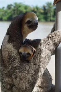 Mommy and Baby Sloth Visiting a Human Family - Green Heritag