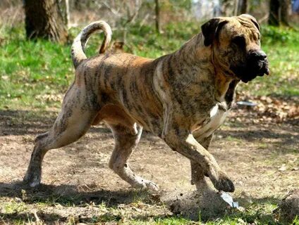 Dogo Canario 22 Dog biting, Protective dogs, Dog breeds