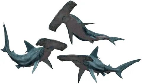 shark png transparent - Shark, Sharks, Hammerhead, Fish, Dan