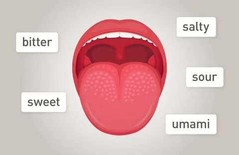 Geschmackszonen auf der Zunge - ein Mythos Hefeextrakt