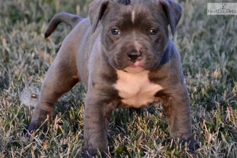 77+ How Much Are Pit Bull Terrier Puppies - l2sanpiero