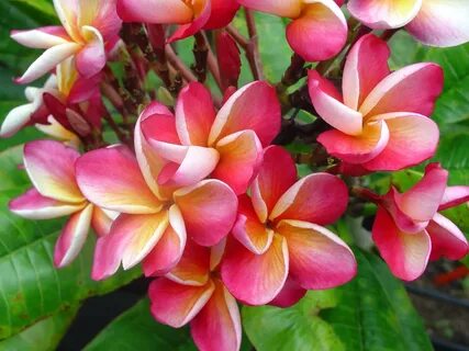 Images tagged "plumeria" - Plumeria Today