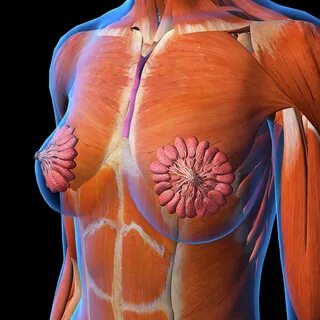 Female Chest And Breast Anatomy Photograph by Hank Grebe 