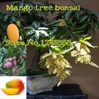 Visit to Buy 20pcs/ bag giant Mango bonsai Seeds fruit tree 