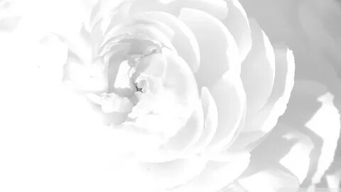 White Peony Wallpaper (59+ images)