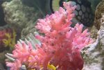 Разноцветье кораллов и украшения из них Журнал Ярмарки Масте