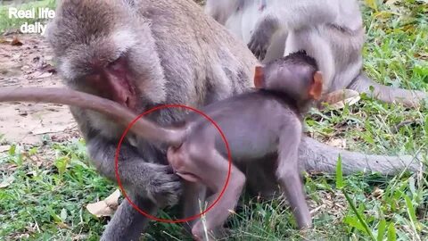 What monkey mom doing buttock baby, Poor monkey life, Real l