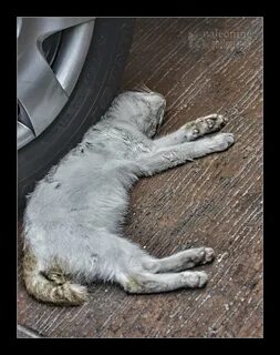 stray cat accident: run over by car wheel poor cat to be f. 