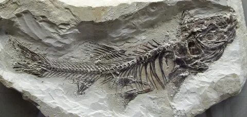 File:Fossil - Schleie (Tinca).jpg - Wikimedia Commons