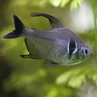 Орнатус чёрный (Фантом) 2 см - Золотая рыбка