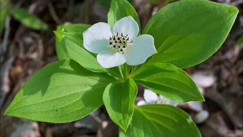 Cornus canadensis - YouTube