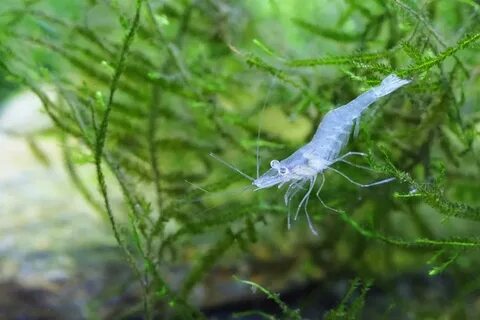 What Do Ghost Shrimp Eat in the Wild and as Pets? It's A Fis