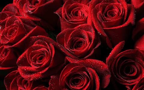 Viele rote Rosen, Wassertropfen 1242x2688 iPhone 11 Pro/XS M