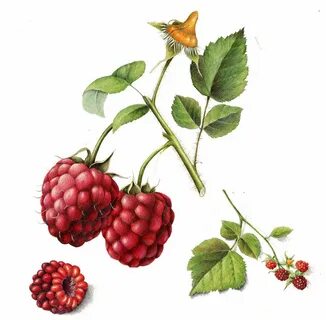 Fruits & Vegetables Gallery Full Botanical illustration vint