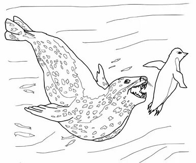 Leopard Seal Drawing at GetDrawings Free download