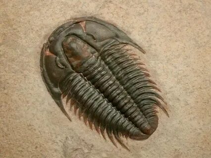 What can be said about Trilobites?