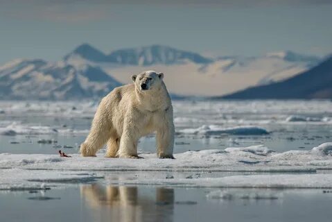 Giornata mondiale dell’orso polare: il re dei ghiacci è in p