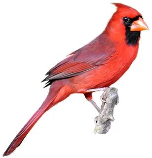 Download Red Cardinal Kid Png Image Clipart PNG Free FreePng