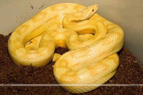 G-reptiles * Butter