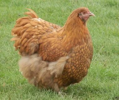 Gallina Orpington Chocolate Gold Laced. Origen Inglaterra Ch