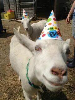 JUST SOME GOATS, Norma Jean and Wooly Mittens wish you a hap