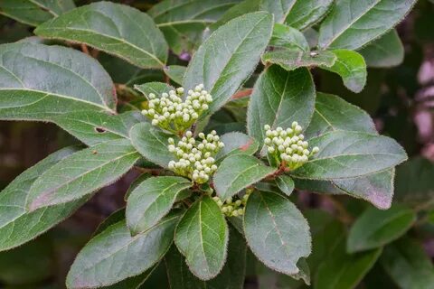 File:Viburnum tinus in Gard 01.jpg - Wikimedia Commons