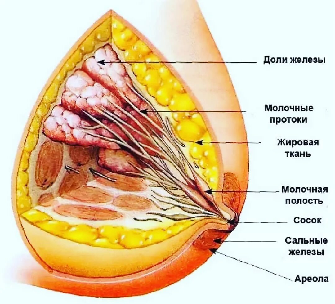 схема груди картинки фото 3