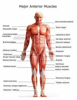 major-anterior-muscles Human muscle anatomy, Body muscle ana