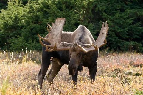 angry bull Moose Moose pictures, Bull moose, Animals