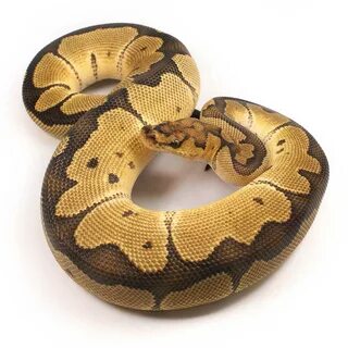 Adult Clown Ball Python