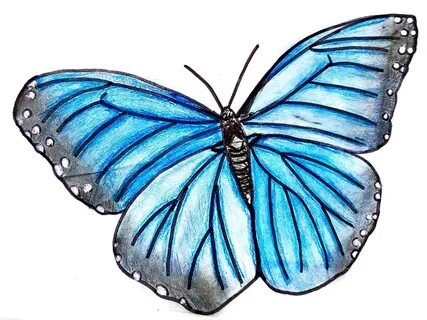 Saccharine Victory: Butterfly Drawing : How To Draw A Butter