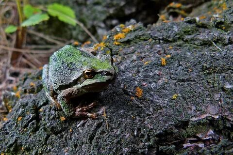 Tree frog on black stone free image download
