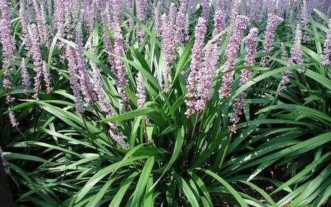 Emerald Goddess Liriope Picture - Gardenality