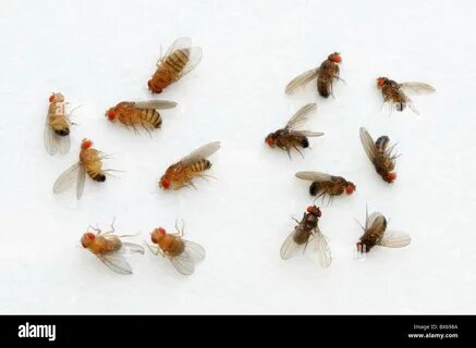 Fruchtfliege, Drosophila Melanogaster, Farbvariante. 