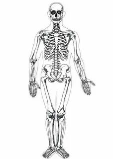 Coloring Page human skeleton