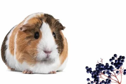 Can Guinea Pigs Eat Elderberries? - AtractivoPets