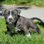 Pitbull Puppies for Sale Bully Pitbull Pups Blue Pits Pitbul