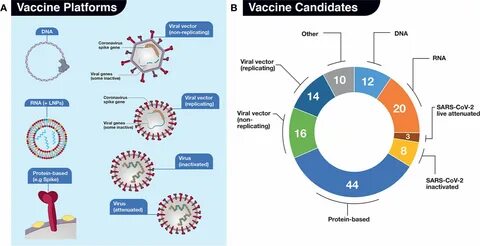 Frontiers A Snapshot of the Global Race for Vaccines Targeting SARS-CoV-2 and th